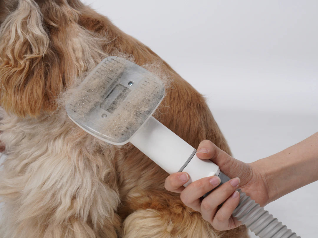 The Connection Between Filtration and Pet Hair Management